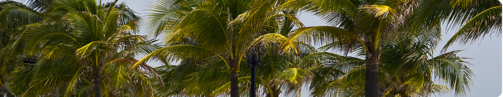 the sound of the palms in the South Florida breeze