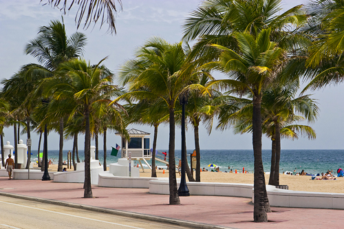 Palms on the beach Fort Lauderdale